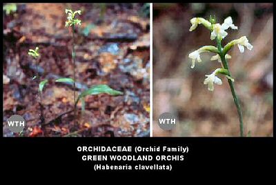 Green Woodland Orchid (Habenaria clavellata)