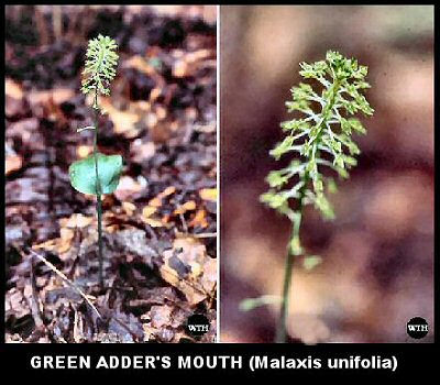 Green Adder's Mouth (Malaxis unifolia)